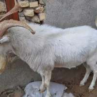 نر بز اصل سانن|حیوانات مزرعه|مشهد, شهرک مهرگان|دیوار