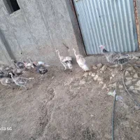 بوقلمون|حیوانات مزرعه|خنجین, |دیوار