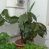 گل خانگی زیبا