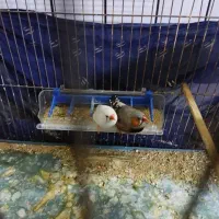 به جفت فنچ کینگ