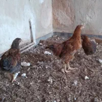 جوجه