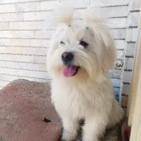 سگ شیتزو نربا ادب و حرف گوش کن