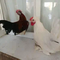 خروس جوان