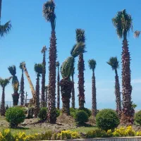 خریدفروش نخل زینتی پالم .فونیکس .سیکاس