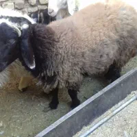 4راس بره نر|حیوانات مزرعه|مهریز, |دیوار