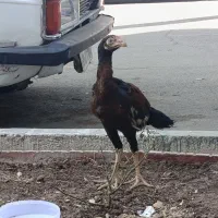 یک عدد خروس لاری دو رگه افغان و اوشامو|حیوانات مزرعه|آفتاب, |دیوار