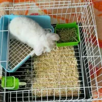 خرگوش مینی لوپ|موش و خرگوش|تبریز, |دیوار