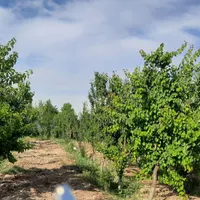 فروش زمین باغی ۲۱۵ متری در کریم‌آباد|فروش زمین و ملک کلنگی|تهران, کریم‌آباد|دیوار