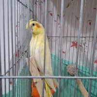 فروش جفت عروس هلندی|پرنده|چمران, |دیوار