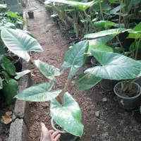 فروش عمده انواع گل های آپارتمانی|گل و گیاه طبیعی|بابل, |دیوار