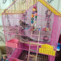 عروس هلندی نر فروشی