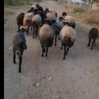 سلام ۲۰راس میش بابره فروشی هرکس مشتاق هست