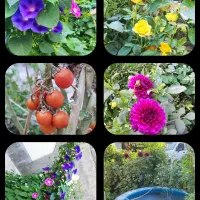 اجاره.خانه همکف حیاط دار برای دوستار طبیعت|اجارهٔ خانه و ویلا|باسمنج, |دیوار