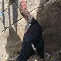 مرغ لاری و گلین و محلی