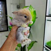 خرگوش لوپ|موش و خرگوش|تهران, بریانک|دیوار