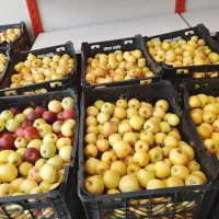 سیب ابگیری|خوردنی و آشامیدنی|قم, شهر قائم|دیوار