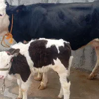 گاو و گوساله سیمینتال نر