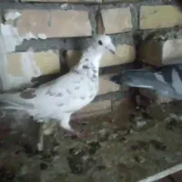 ماده پرشی|پرنده|تربت‌حیدریه, کلاته توکلی|دیوار