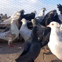 کبوتر کاشان