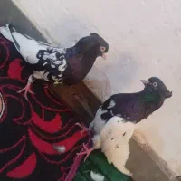 پرنده|پرنده|اهواز, کوی طلاب|دیوار
