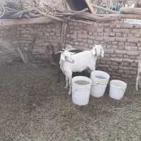 ۳ تا بز دورگه فروشی