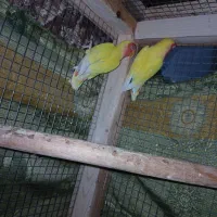 بندر ماهشهر جراحی چمران|پرنده|چمران, |دیوار