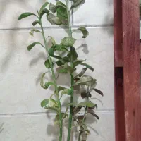 یک عدد گل فردوس 80 سانتی