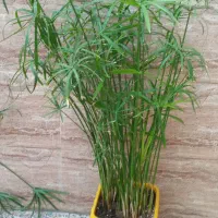 نخل مرداب ارتفاع ۸۸ سانت|گل و گیاه طبیعی|خرمآباد, |دیوار