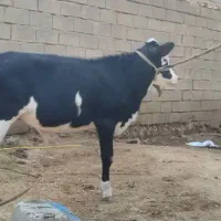 گاو محلی شادگان