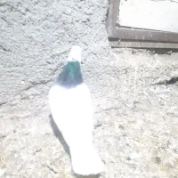 طوقی|حیوانات|همدان, |دیوار