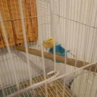 قناری ماده آماده|پرنده|درگزین, |دیوار