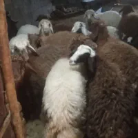 ۷عدد بره نرو ماده|حیوانات مزرعه|بیرانوند, |دیوار