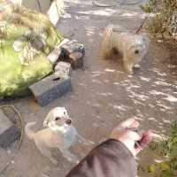 سگ پیدا شده