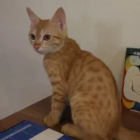 واگذاری گربه