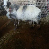 میش.قوچ.بره.محل اطراف مبارکه