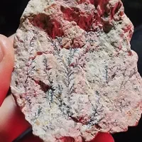 شجر|کلکسیون اشیاء عتیقه|مشهد, امیر آباد|دیوار