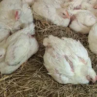 مرغ گوشتی|حیوانات مزرعه|تایباد, |دیوار