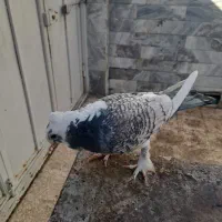 کبوتر نر مست بلژیکی طاووسی|پرنده|قم, تولید دارو و یخچال|دیوار