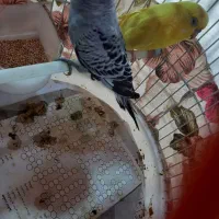 مرغ عشق|پرنده|رشت, شهریاران|دیوار