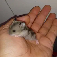 همستر