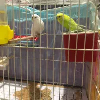 مرغ عشق|پرنده|بجنورد, |دیوار