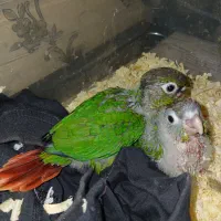 گیرین چیک یلو ساید