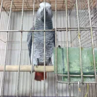 کاسکو پرنده همه مدل خ