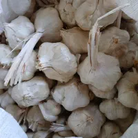 سیر