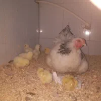 خروس و جوجه برهما|حیوانات مزرعه|خوی, |دیوار