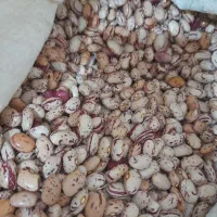 لوبیا چیتی