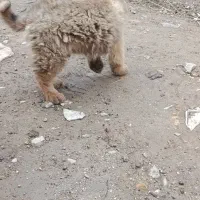 یک عدد توله سگ سرابی