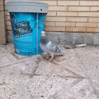 بدرنگ نر|پرنده|کرمان, |دیوار