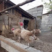 بوقلمون بربورن طبیعی