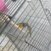 فنج گلدین|پرنده|قم, ولیعصر|دیوار